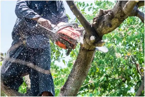 tree services Hanahan